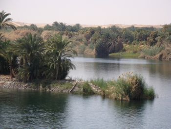 Rive du Nil